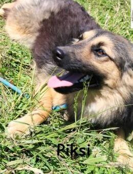 Piksi ein Energiebündel, das raus will - Kissing