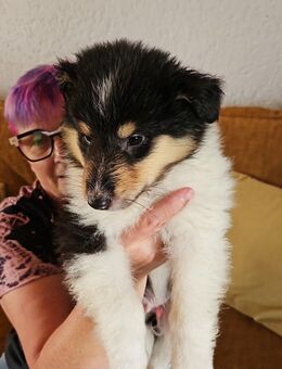 Amerikanische Langhaarcollies Welpen - Zwiesel