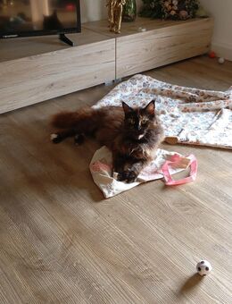 Maine Coon black tortie abzugeben - Bad Saulgau