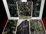 Franz Hein 6 original Holzdruckschnitte „Unsere Bäume“ - Niederfischbach