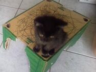 2 süße Katzenbabys suchen liebevolles zu Hause - Freystadt