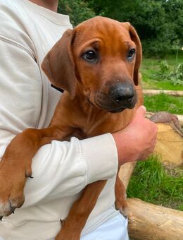 Rhodesian Ridgeback Welpen mit Papieren - Wutha-Farnroda