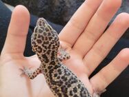 Leopardgecko ca. 2 1/2 Jahre alt abzugeben inkl. Terrarium - Bad Salzuflen