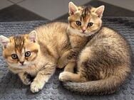 BKH Kitten Reinrassig - Reichshof