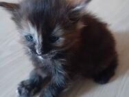 XXL Maine Coon Kitten - Bechhofen (Bayern)