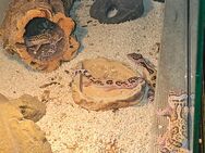 Leopardgeckos - Lampertheim