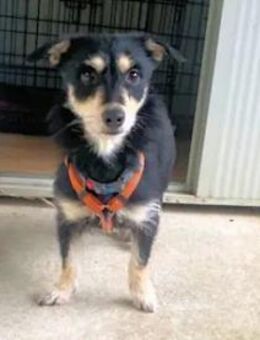 LISSY - ein Sonnenschein - Regensburg