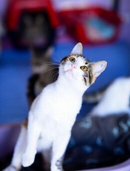 Ralou & Remco aus dem Tierschutz - Grevenbroich