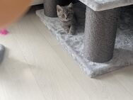BKH Kitten suchen ein neues Zuhause - Solingen (Klingenstadt)