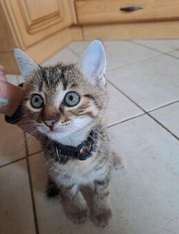 Der kleine, derzeit 8 wochen alte Kater Mufasa, sucht ab den 26.8.25 ein liebevolles Zuhause b den - Lichtentanne