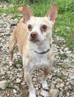 Pancho❤️ist ein fröhlicher, aktiver Bub - Hamburg