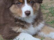 Traumhafte Australian Shepherd Welpen mit ASCA Papiere - Großenwörden