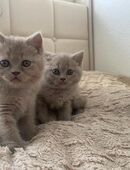 Wunderschöne Britisch Kurzhaar Kitten in Lilac suchen ein liebevolles Zuhause! in 72202