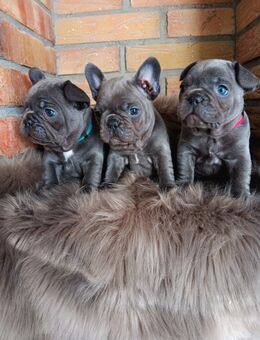 Französische Bulldogge Blue Line Welpen - Keltern