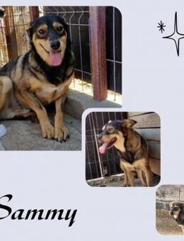 Sammy - Köln
