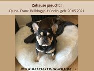 Djuna sucht dauerhaftes Zuhause - Lippetal