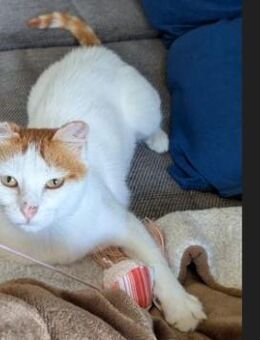 Coopi - lebensfrohe Halb-Ohr-Katze - Poing