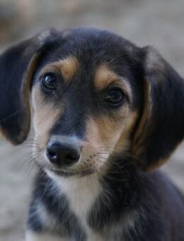 Cutie, geb. ca. 06/2025, GRIECHENLAND - Euskirchen