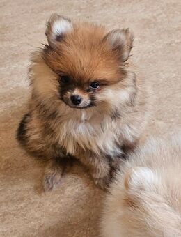 Pomeranian Zwergspitz Welpen - Eberswalde