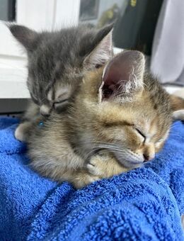 💖 6 zuckersüße Babykatzen suchen ein liebevolles Zuhause 🐾 - Berlin
