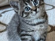 BKH Britisch Kurzhaar mix Kitten Katzenbabys Babykatzen aus liebevoller Hobbyzucht abzugeben - Hagen (Stadt der FernUniversität)