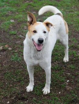 Buddy junior - wachsames Schlappohr - Berlin