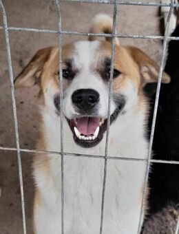 Saro wurde ganz alleine gelassen 🐾 - Elsdorf (Nordrhein-Westfalen)