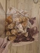 Main coon kitten in 44649