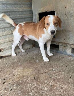 Snoopy❤️ sucht liebevolles Heim - Seggebruch