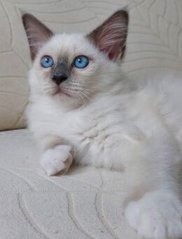Heilige birma kitten (Jungs) - Marl (Nordrhein-Westfalen)