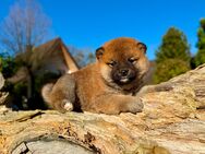 Shiba Inu Welpen - reinrassig - Dierdorf Zentrum