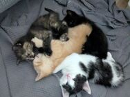 Katzenbabys, Kitten, Hauskatze - Leopoldshöhe