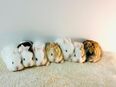 Zwergkaninchen Babys in 81377