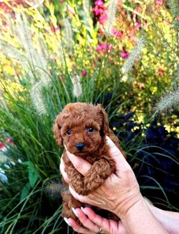 Bildschöne Toy Pudel Welpen - Bad Essen