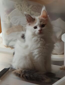 Maine Coon Kitten Träume - Großmehring
