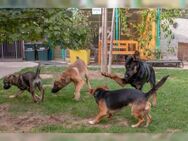 Pflegestellen für Hunde in NRW gesucht - Rösrath