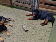 Wir erwarten Reinrassige Rottweiler Welpen - Kobern-Gondorf