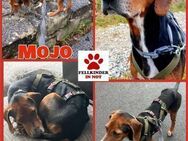 Mojo Traumhund Bracke Mischling Rüde - Margetshöchheim