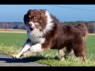 Australian Shepherd Deckrüde - Hannover