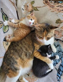 Süße Katzen 🐱 - Münster