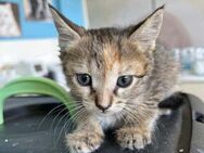 Pookie aus dem Tierschutz - Grevenbroich