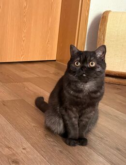 Kleiner Kater sucht noch neues Zuhause (BKH) - Schwedt (Oder)