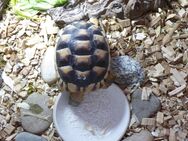 2 Breitrand Landschildkröten, 1,5 Jahre alt, Nachzucht Sept 22, m. EU-Papieren, zusammen für 140,- € - Bensheim