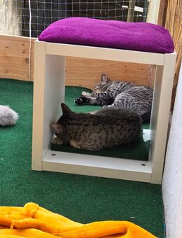 Balou & Snoopy - zwei liebevolle Brüder suchen ihr Glück - Dortmund