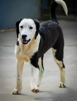 🩵 TEDDY 2 🩵 - TRÄUMT VON EINEM ZUHAUSE - Alfeld (Leine)