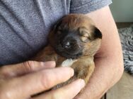 Harzer Fuchs Welpen -Altdeutscher Hütehund - Gschwend