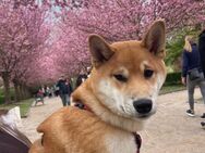 Shiba inu Rüde - Dortmund