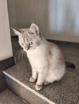 Bkh Silver Tabby Mädchen mit blauen Augen - Grevenbroich