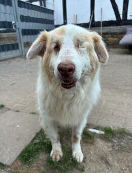 ALIKI - sieht die Welt mit ihrem Herzen - Aerzen