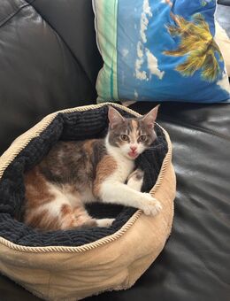 Katzen- und Hundesitter - Bellenberg